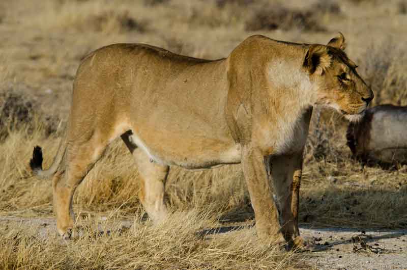 56 - Namibia - leones comiendo - parque nacional de Etosha